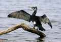 Большой баклан фото (Phalacrocorax carbo) - изображение №171 onbird.ru.<br>Источник: www.naturephoto-cz.com